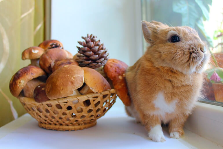 Dürfen Kaninchen Pilze essen?
