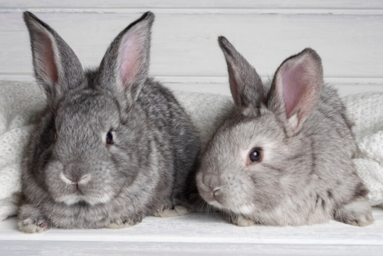 Dürfen Kaninchen Rhabarber essen?