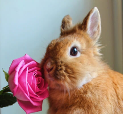 Dürfen Kaninchen Rosen essen?