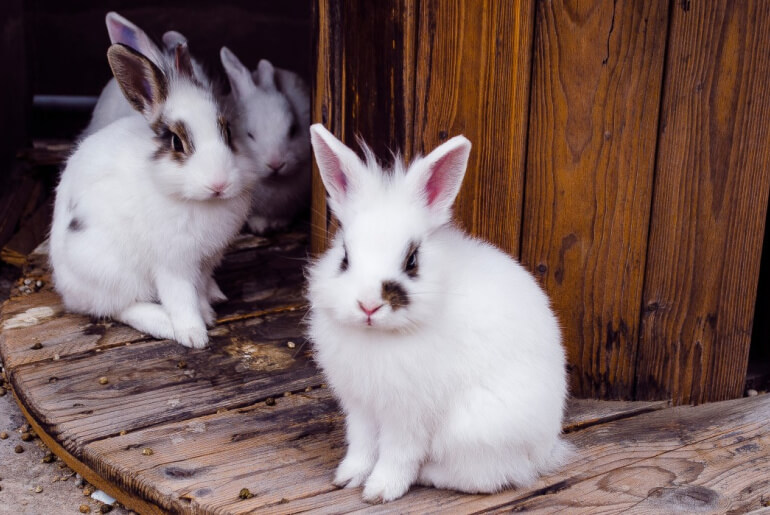 Dürfen Kaninchen Rosenkohl essen?